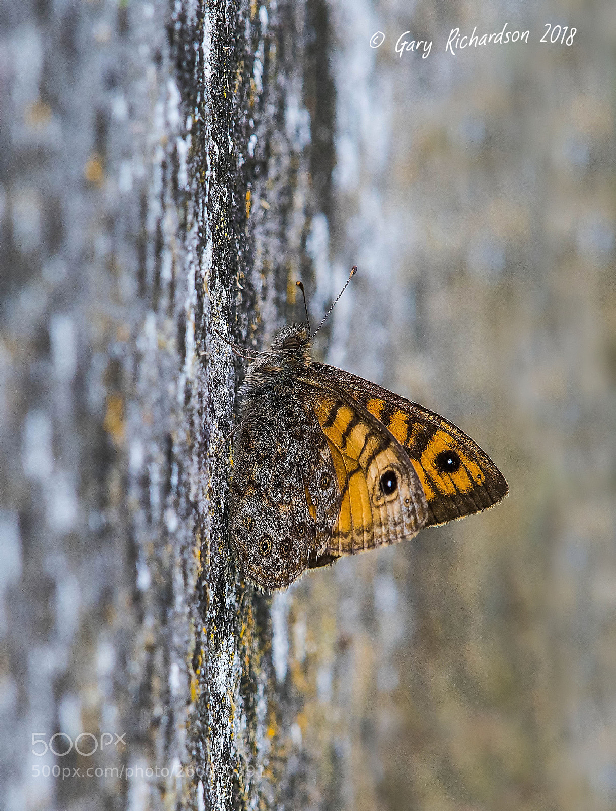 Nikon D500 sample photo. Wall brown photography