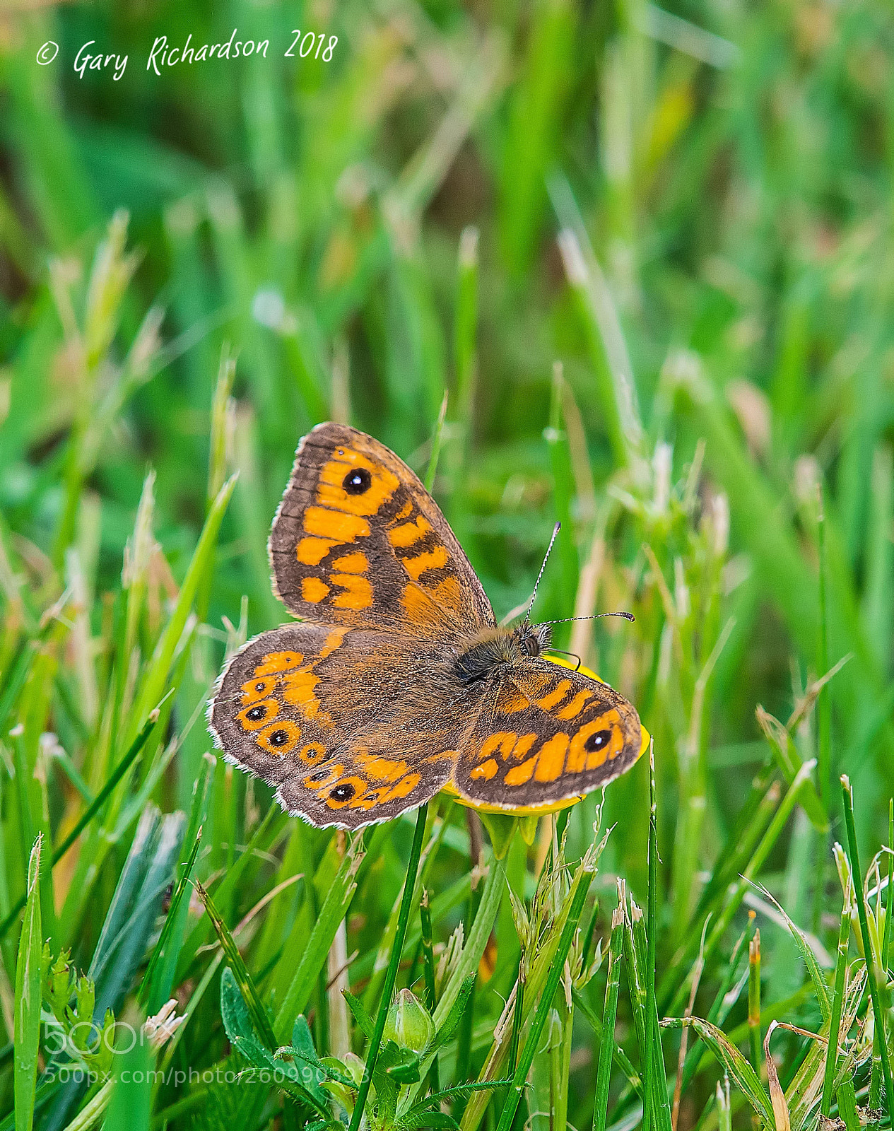 Nikon D500 sample photo. Wall brown photography
