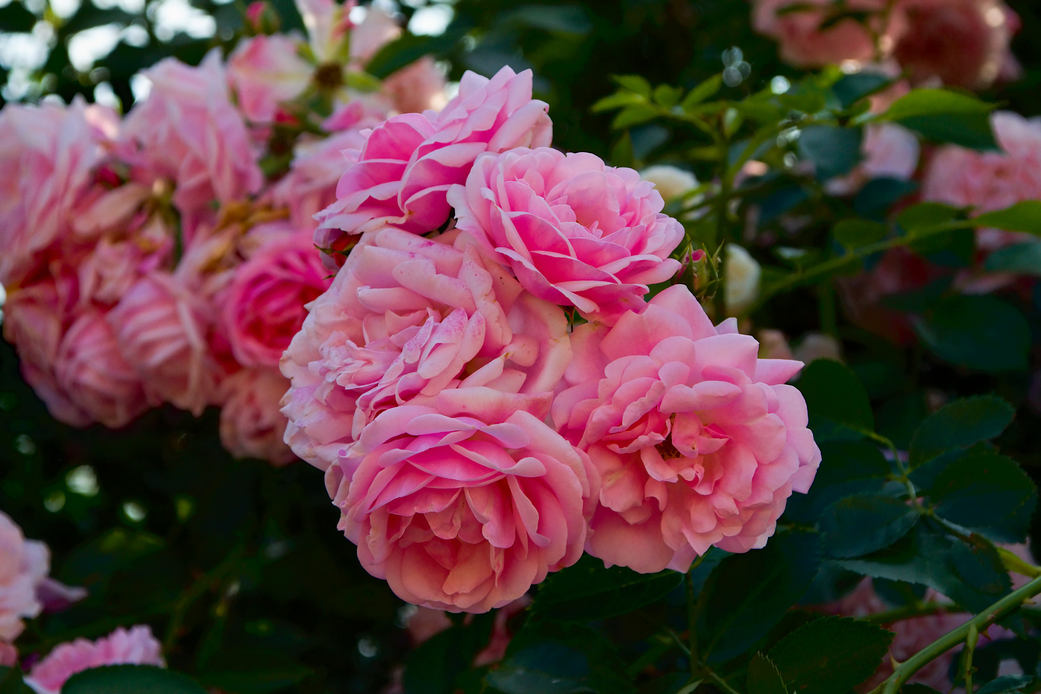 Canon EOS 50D + Canon TS-E 90mm F2.8 Tilt-Shift sample photo. Pink rose photography