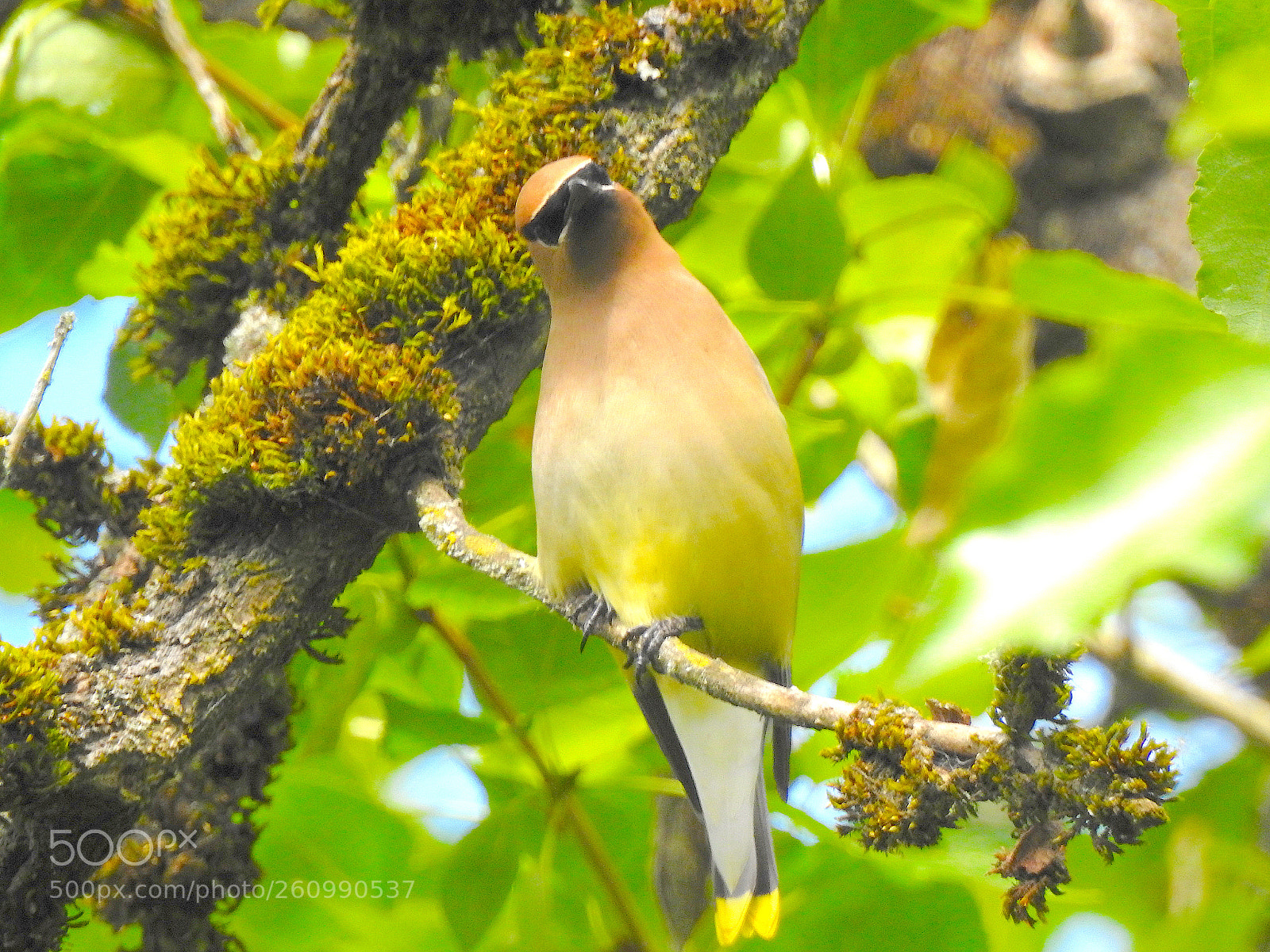 Nikon Coolpix P900 sample photo. Cedar waxwing photography
