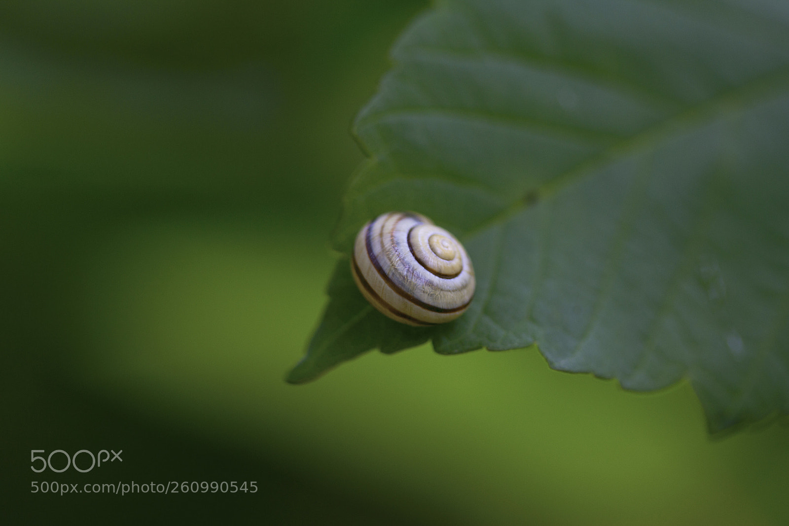 Canon EOS 60D sample photo. Hain-bänderschnecke (cepaea nemoralis) photography