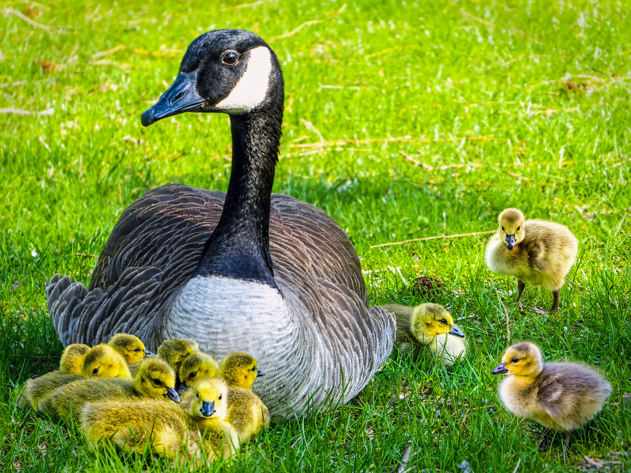 Panasonic Lumix DMC-ZS50 (Lumix DMC-TZ70) sample photo. Celebrity sightings: mother goose photography