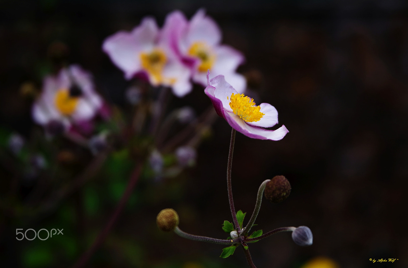 HD PENTAX-D FA 28-105mm F3.5-5.6 ED DC WR sample photo. Flowers photography