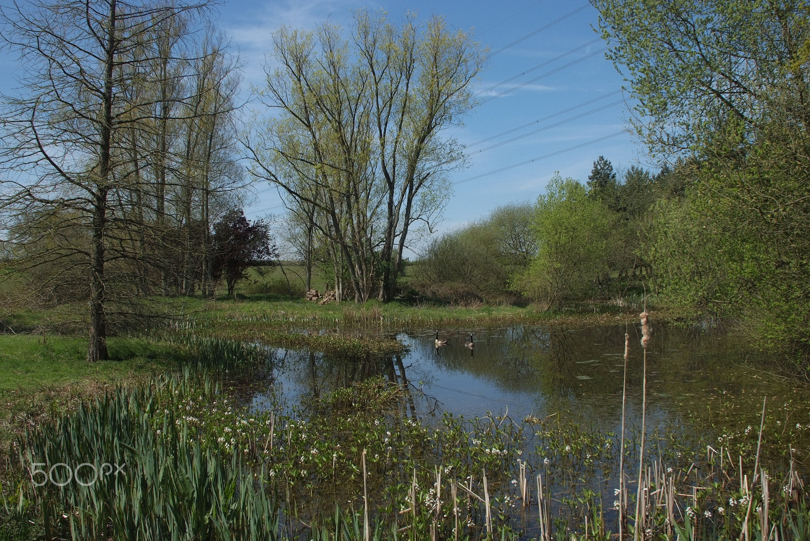 Fujifilm FinePix S5 Pro sample photo. Tranquil lake, nuneham courtenay, oxford photography