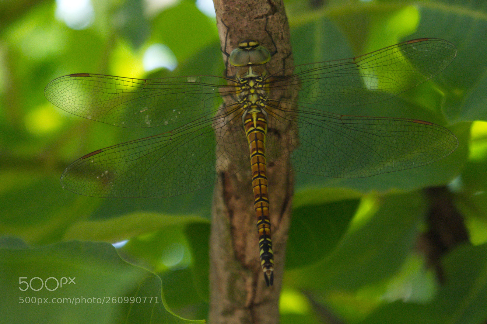 Nikon D3300 sample photo. Dragonfly photography