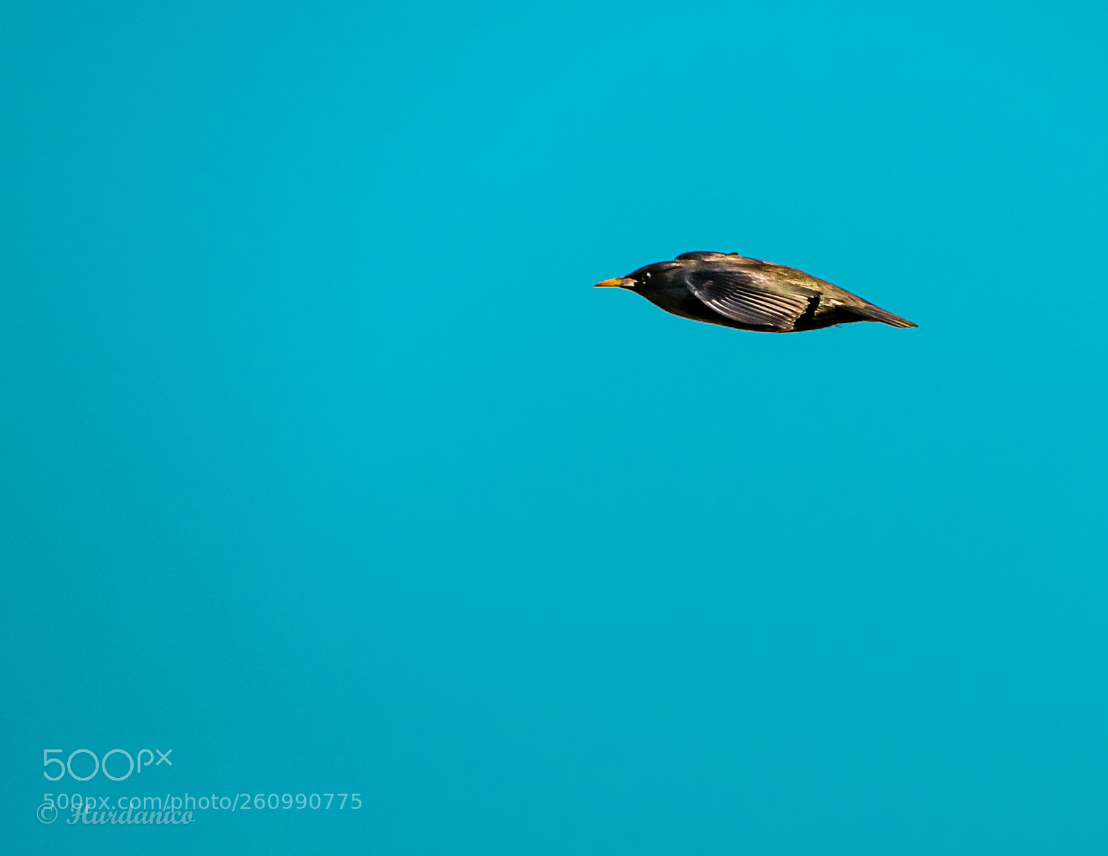 Nikon D5300 sample photo. Supersonic flight photography