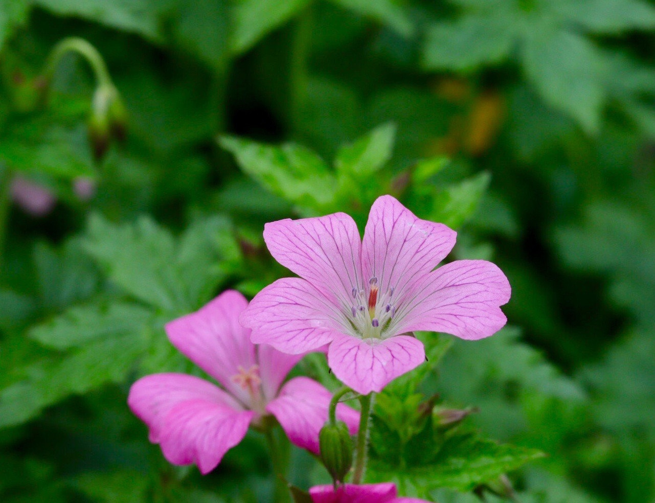 Canon EOS M50 (EOS Kiss M) sample photo. Purple photography