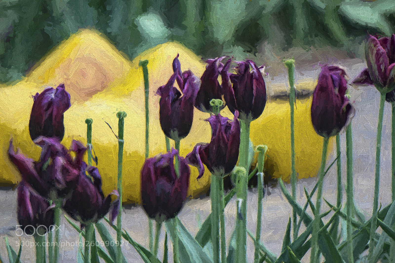 Sony a6000 sample photo. Tulips... photography