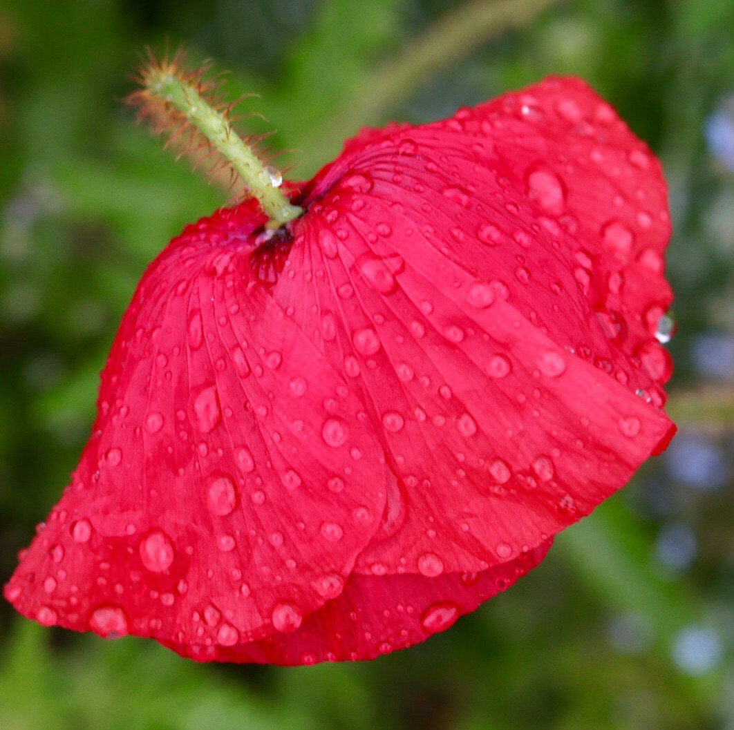 Canon EOS M50 (EOS Kiss M) sample photo. Poppy in rain photography