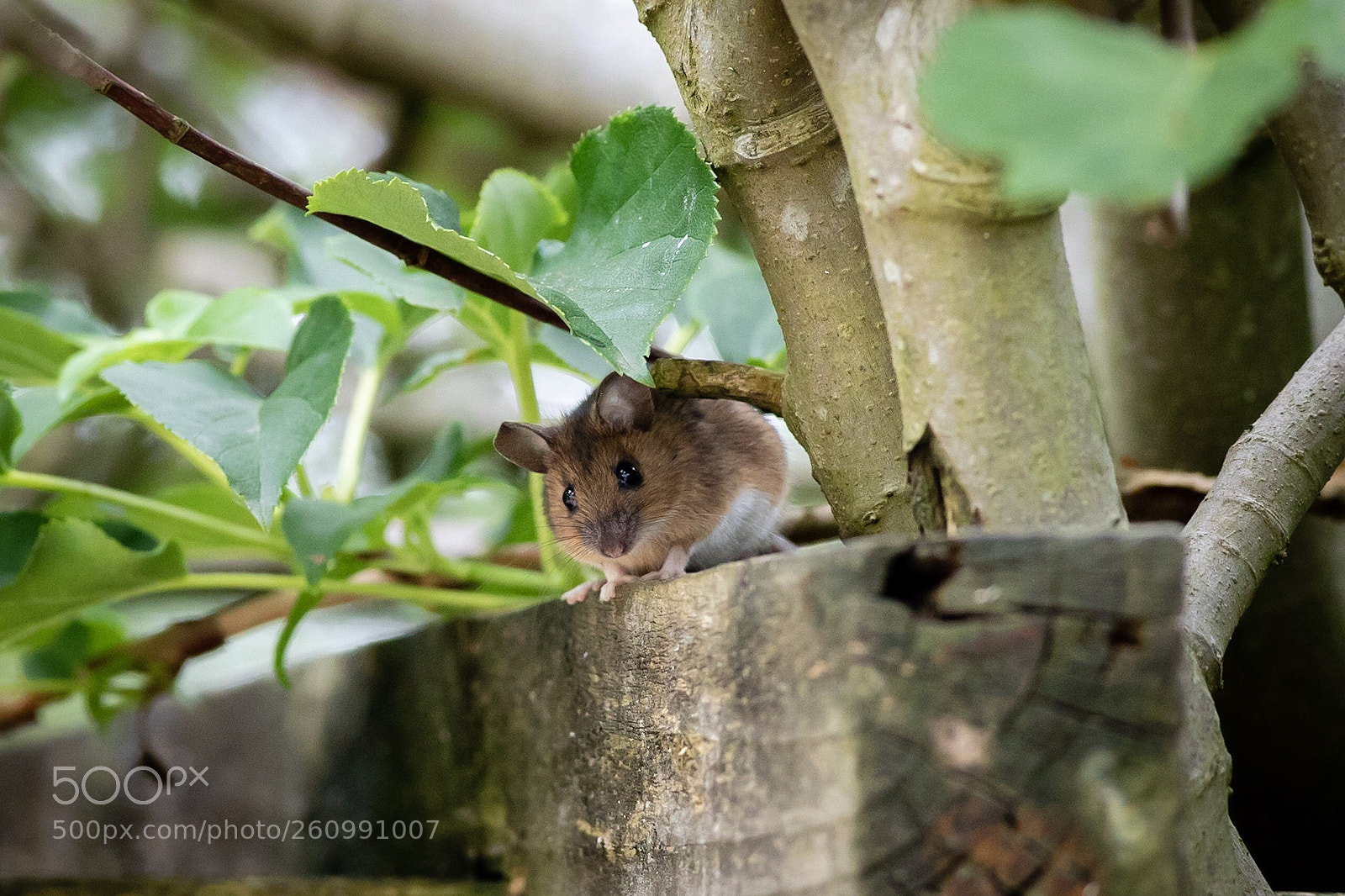 Canon EOS 5D Mark IV sample photo. Wood mouse photography