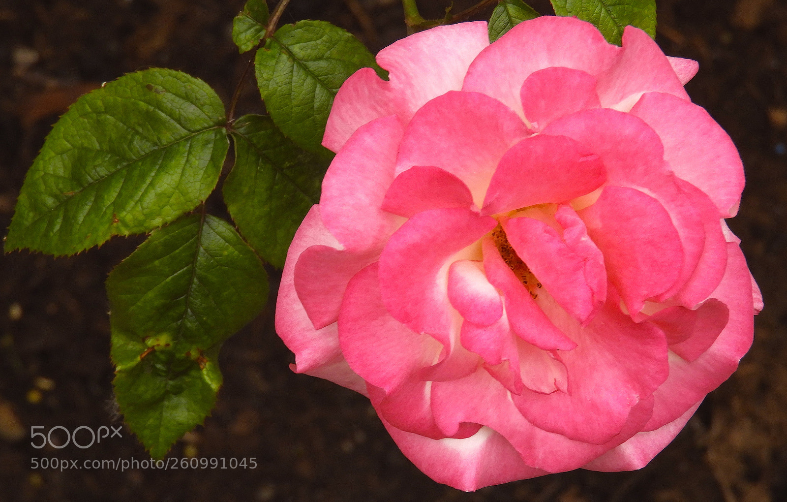 Nikon Coolpix B700 sample photo. English rose photography