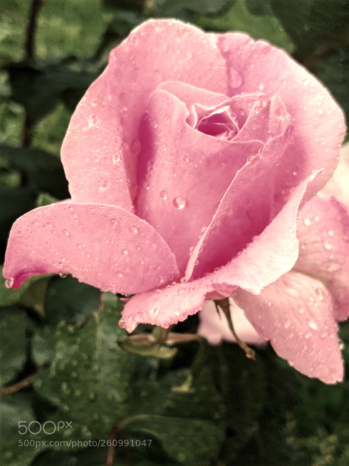 HUAWEI Mate 10 Pro sample photo. Untitled photography