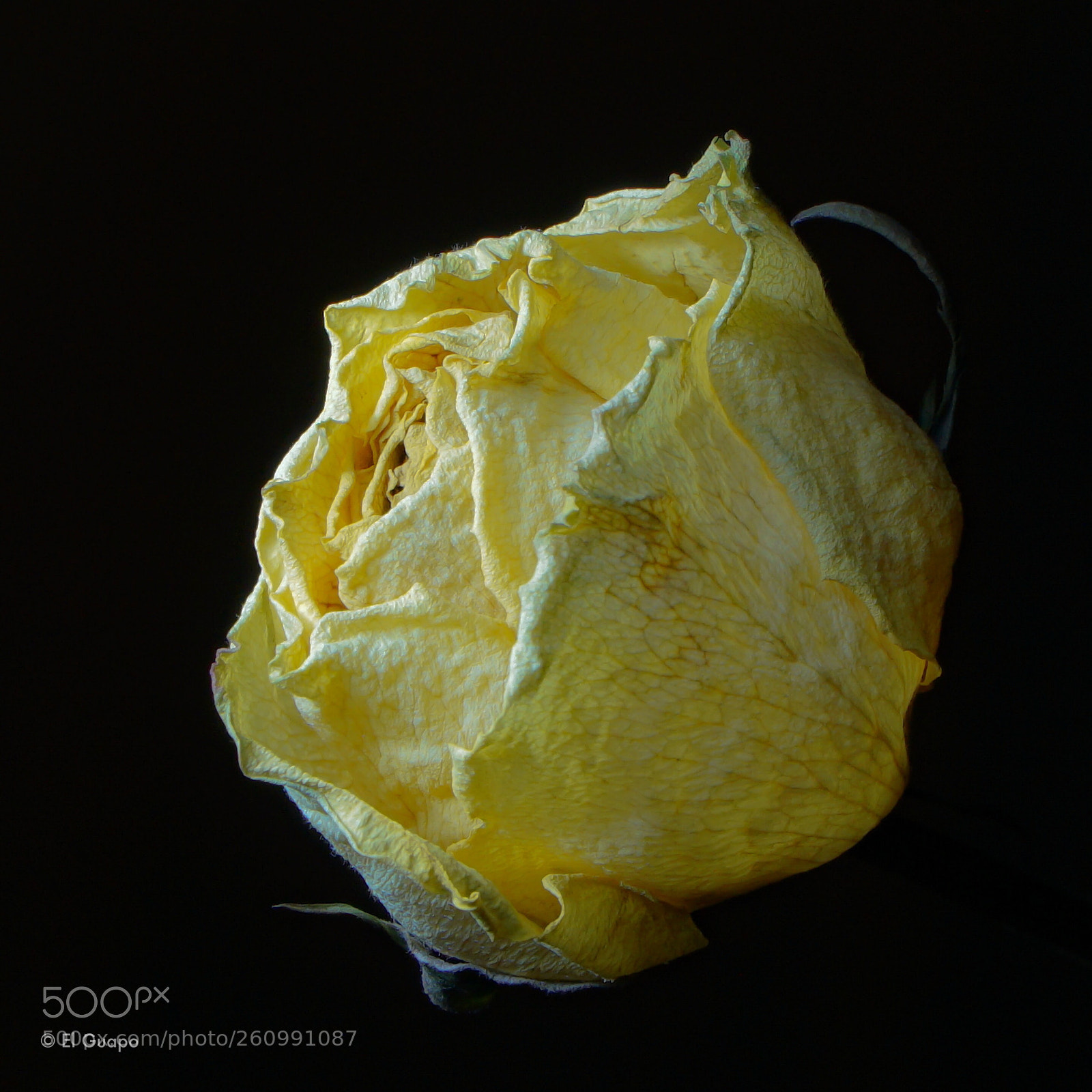 Sony a6000 sample photo. Mother's day yellow rose photography