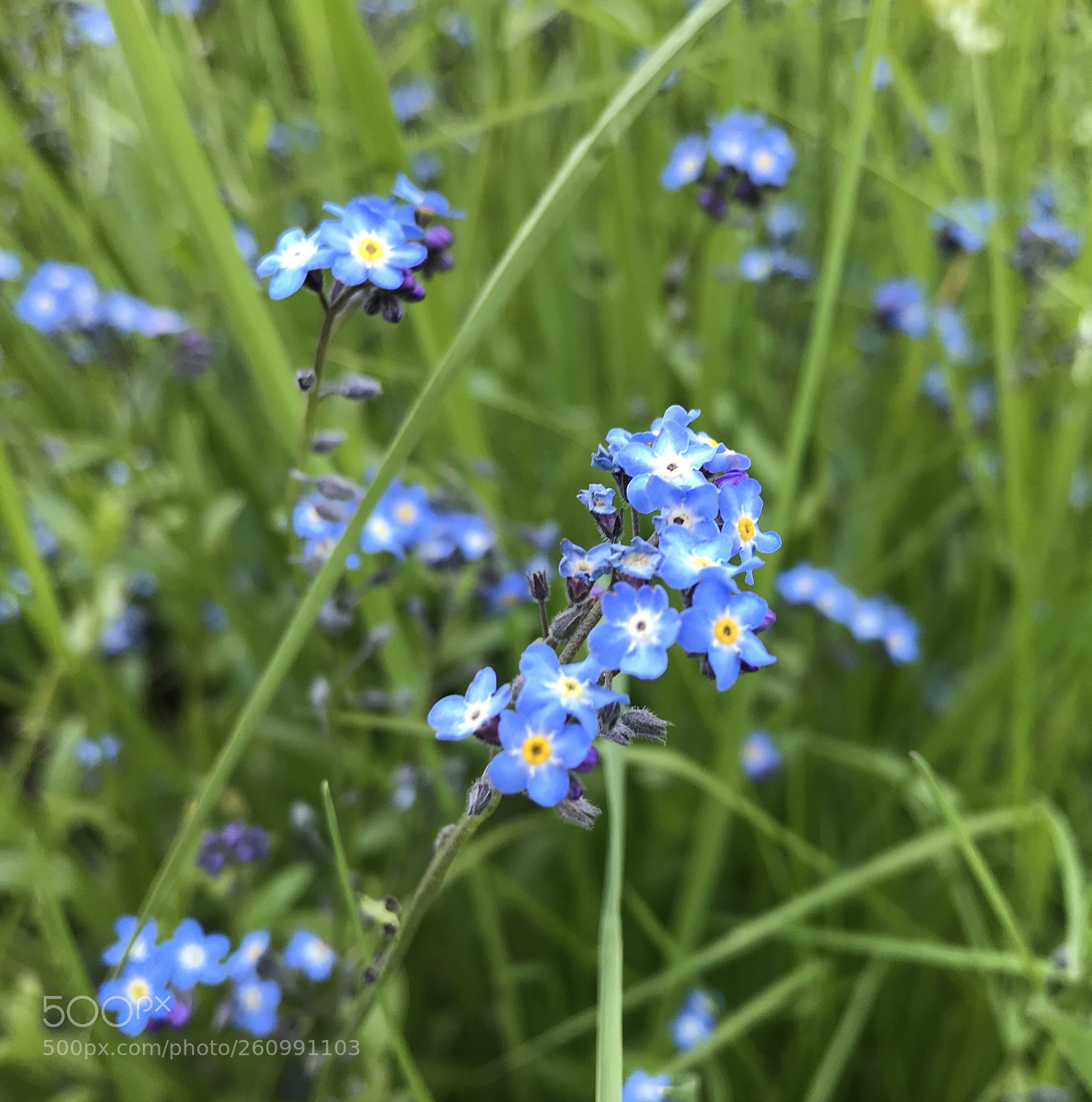 Apple iPhone 7 sample photo. Tiny flowers photography