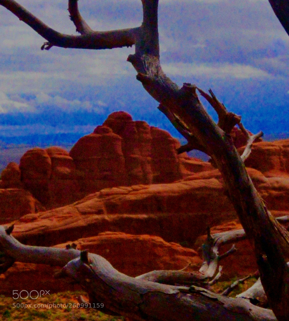 Nikon D610 sample photo. Canyon tree photography