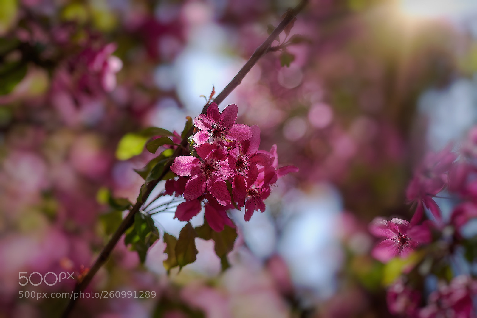 Pentax K-1 sample photo. Springtime... (16) photography