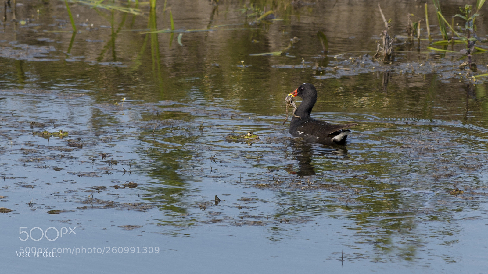Canon EOS 70D sample photo. Prey and observers photography