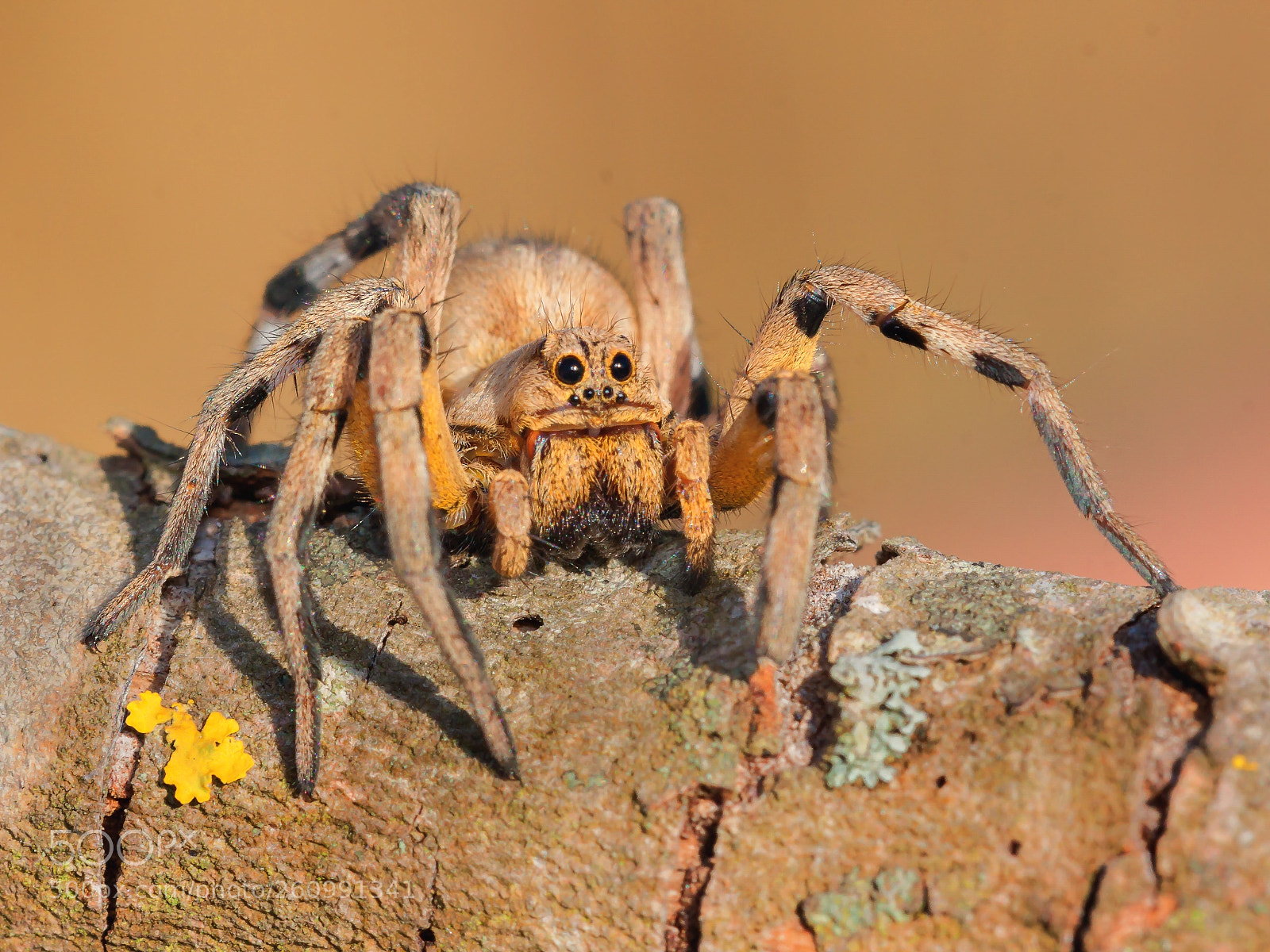 Canon EOS 50D sample photo. AraÑa lobo photography