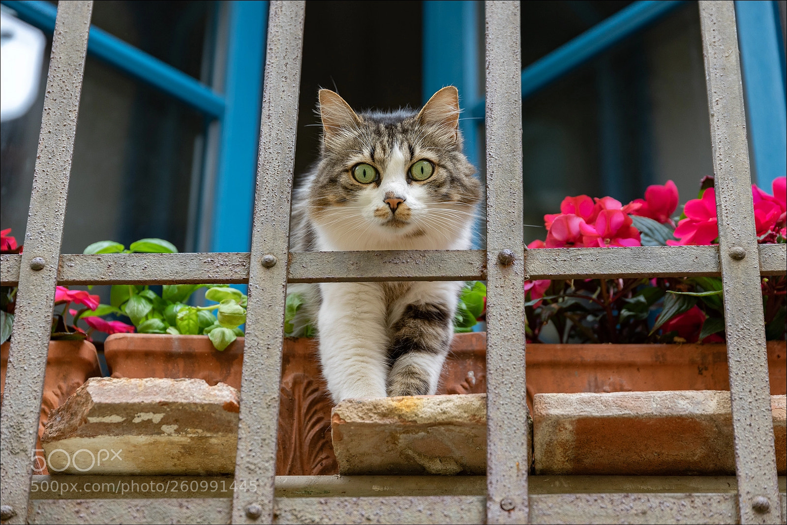 Sony a7 II sample photo. What? photography
