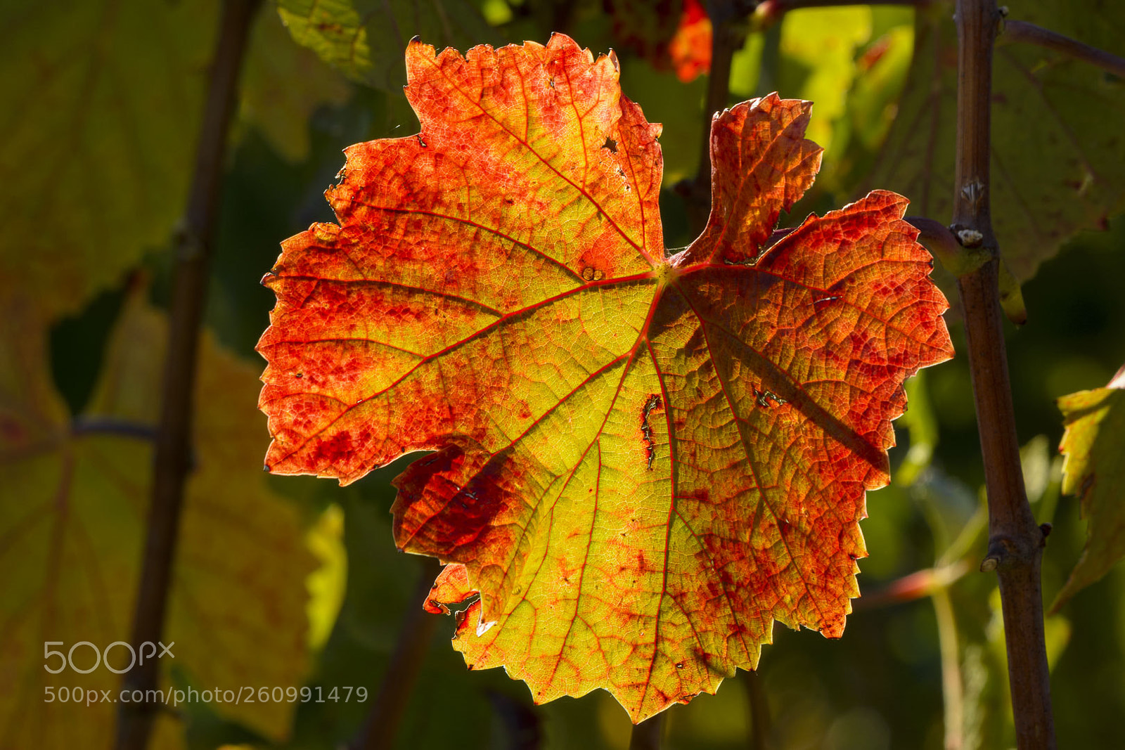 Nikon D7100 sample photo. Weinlaub im herbst photography