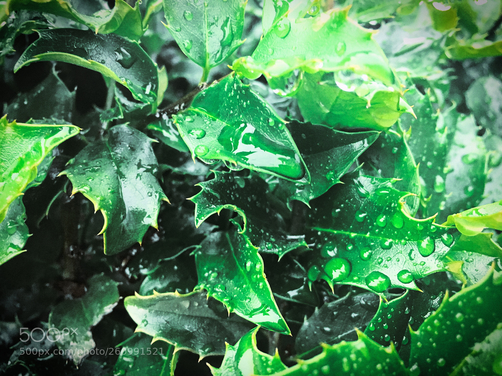 Apple iPhone SE sample photo. Bright leaves photography