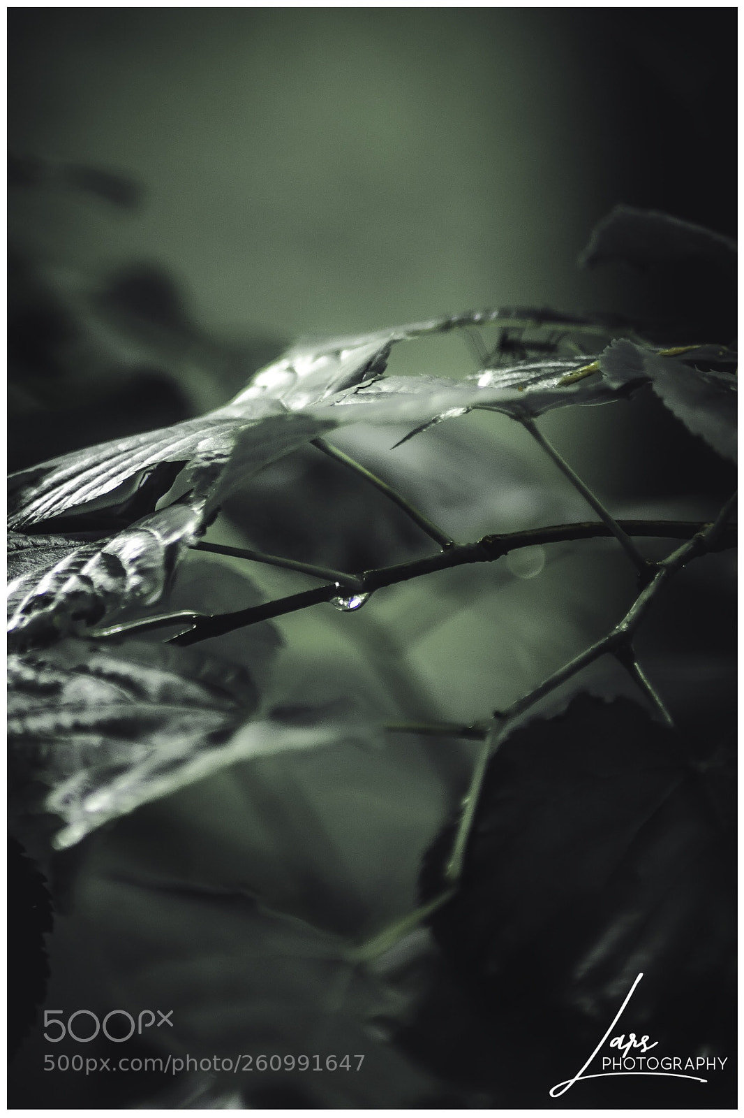 Nikon D5300 sample photo. Raindrops  photography