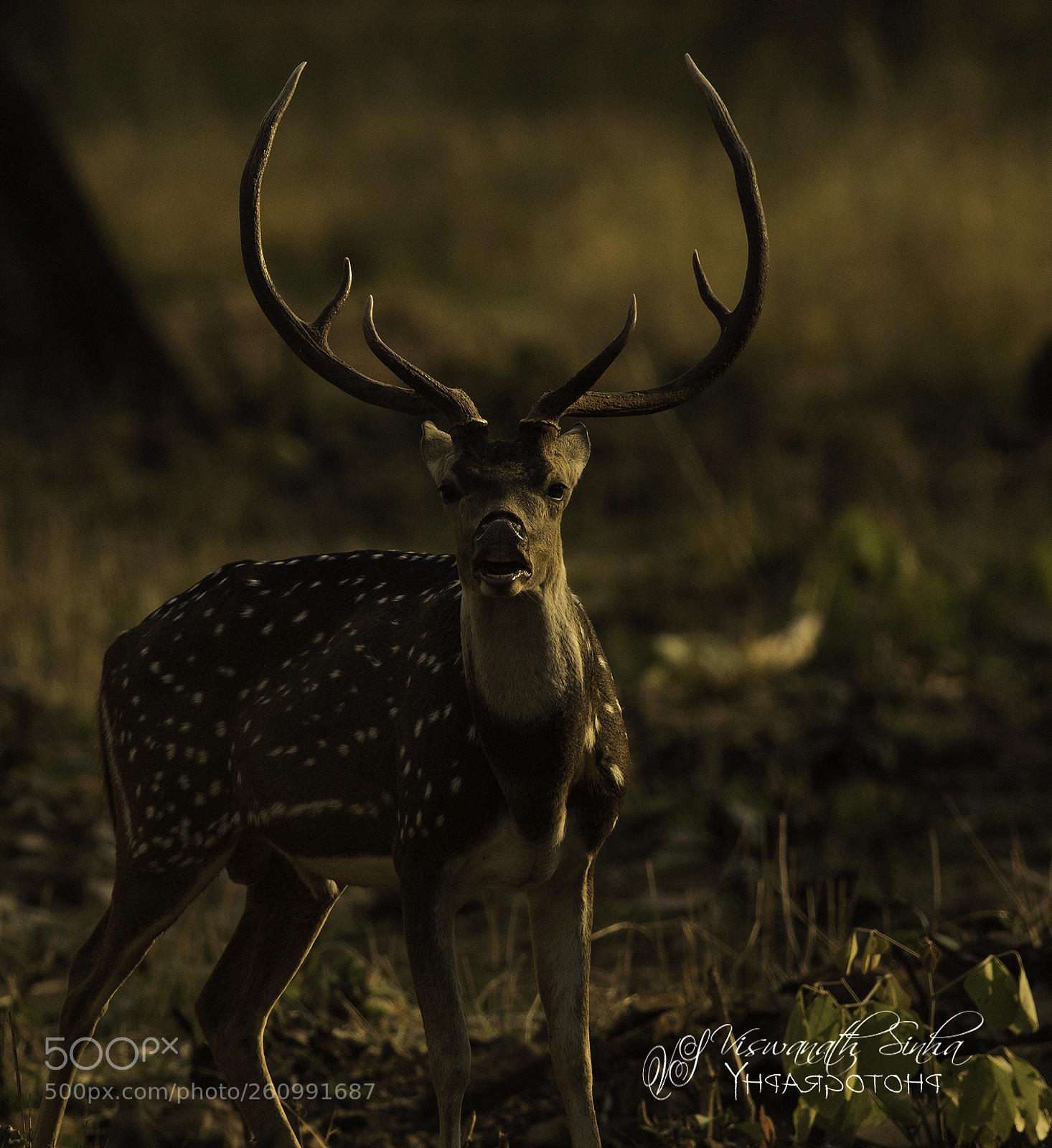 Canon EOS 5D Mark IV sample photo. Stranger photography