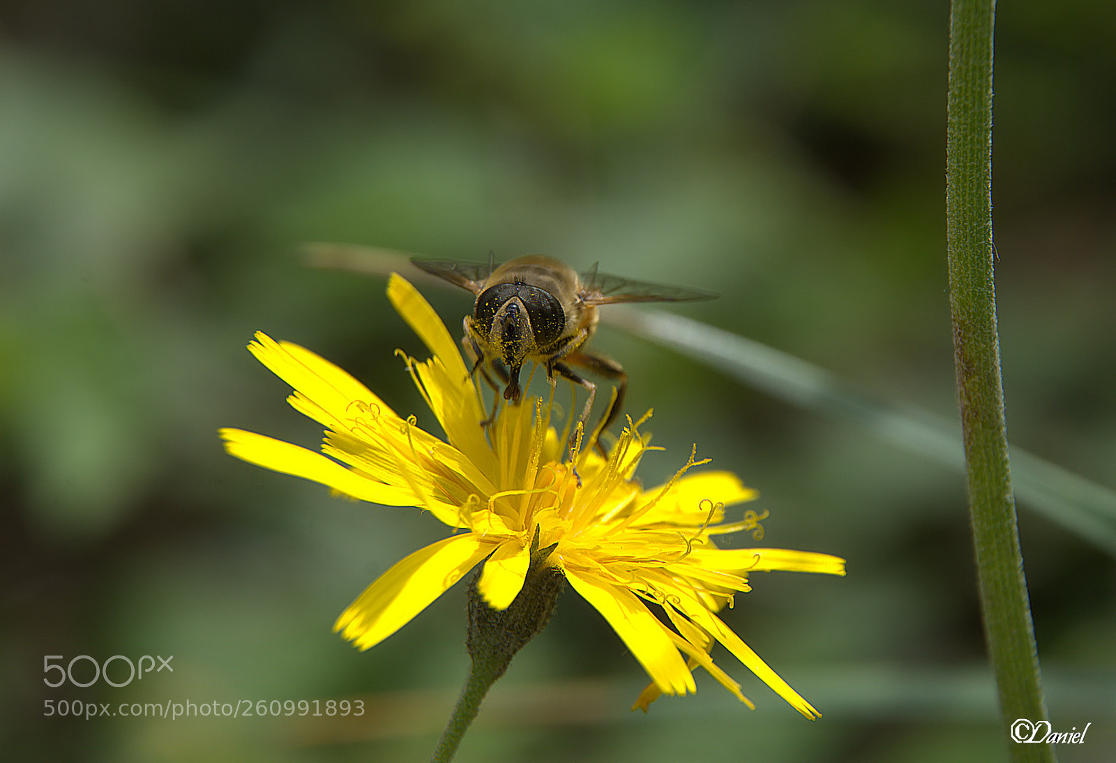 Nikon D7200 sample photo. Dca_0756 -1.jpg photography
