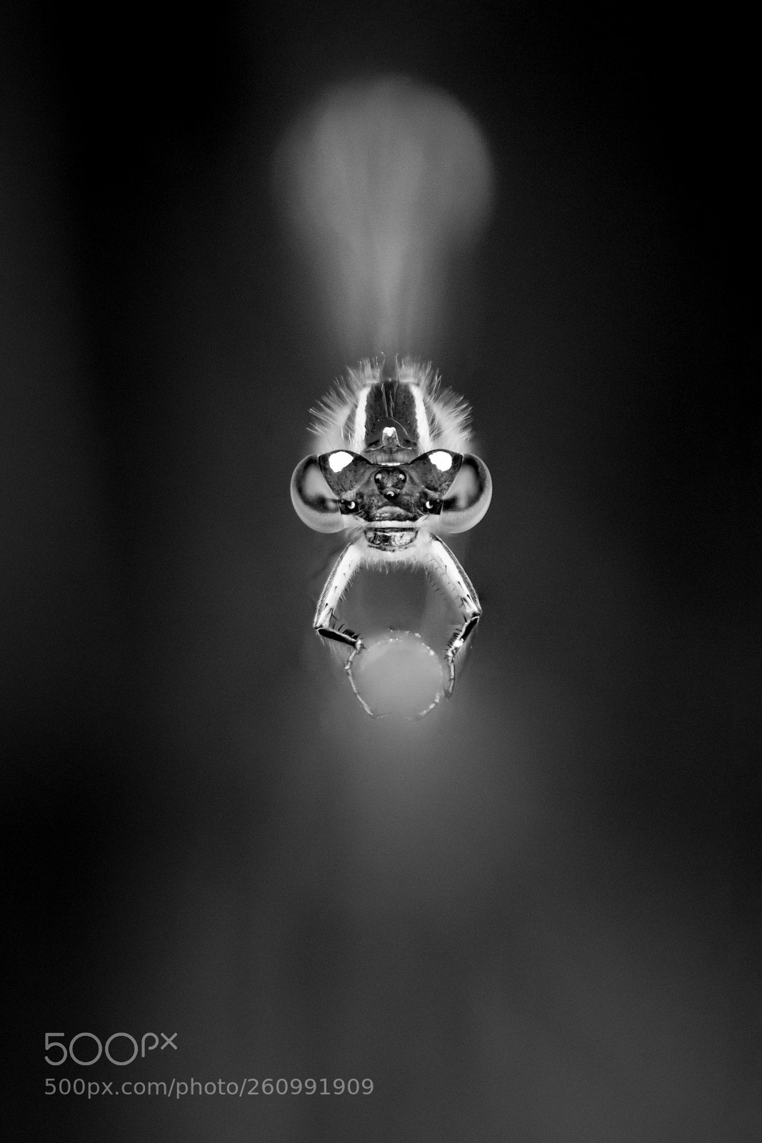 Canon EOS 5D Mark IV sample photo. Damselfly photography
