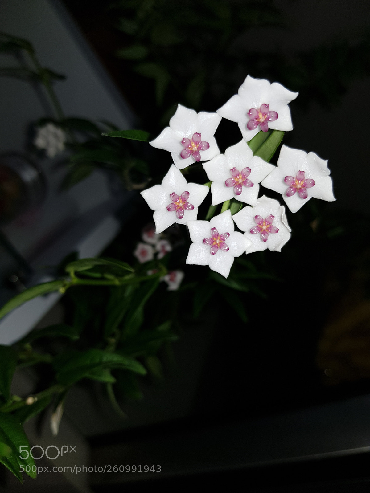 Samsung Galaxy S8 sample photo. Hoya bella photography