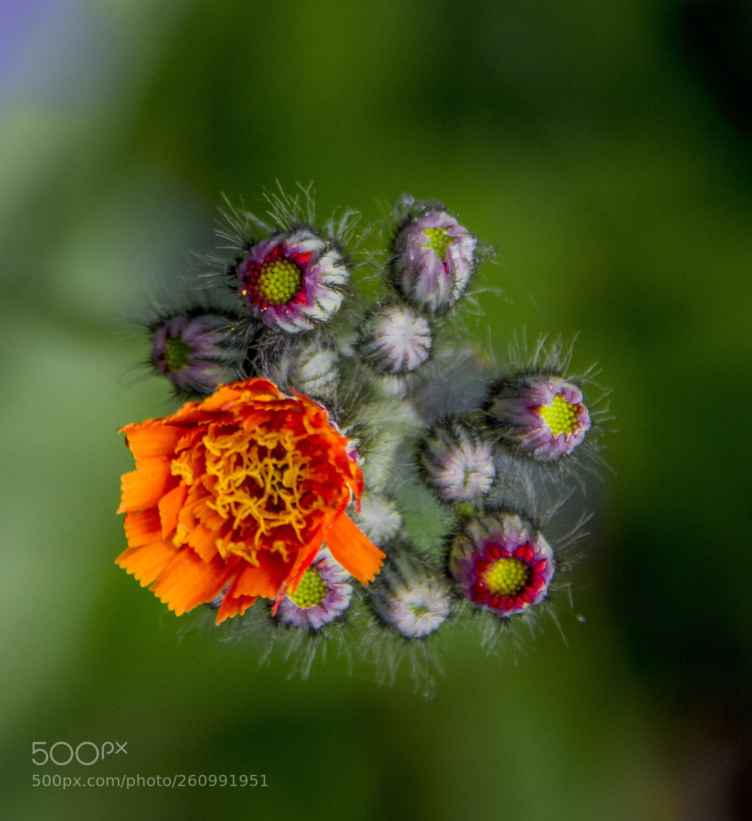 Nikon D5200 sample photo. Red, red, red photography