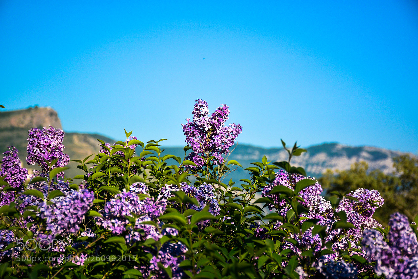 Nikon D5200 sample photo. Сирень photography