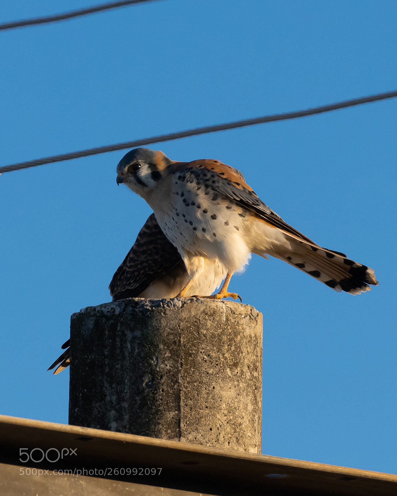Canon EOS 80D sample photo. American kestrel, quiri-quiri. photography