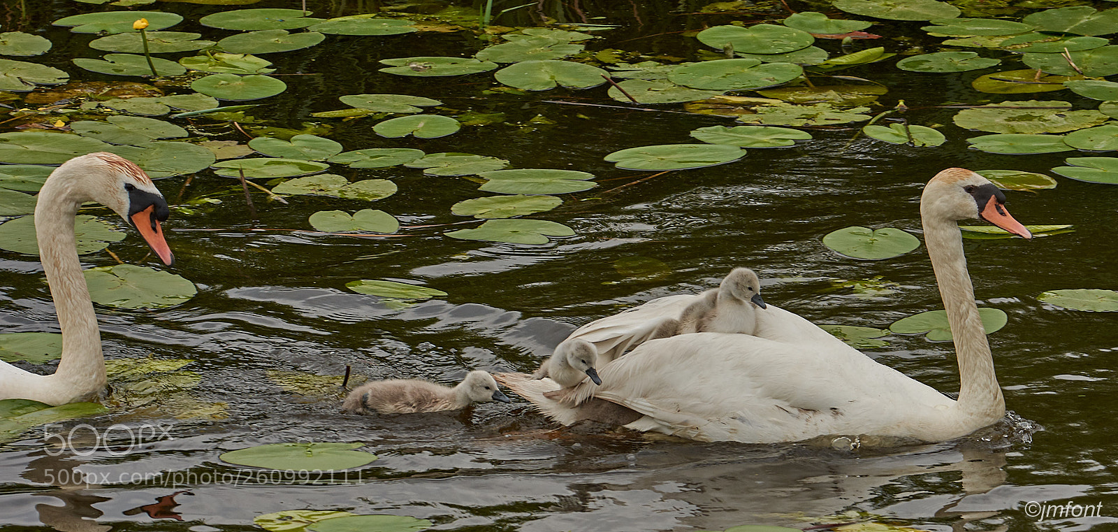 Nikon D7200 sample photo. Cygnus olor photography