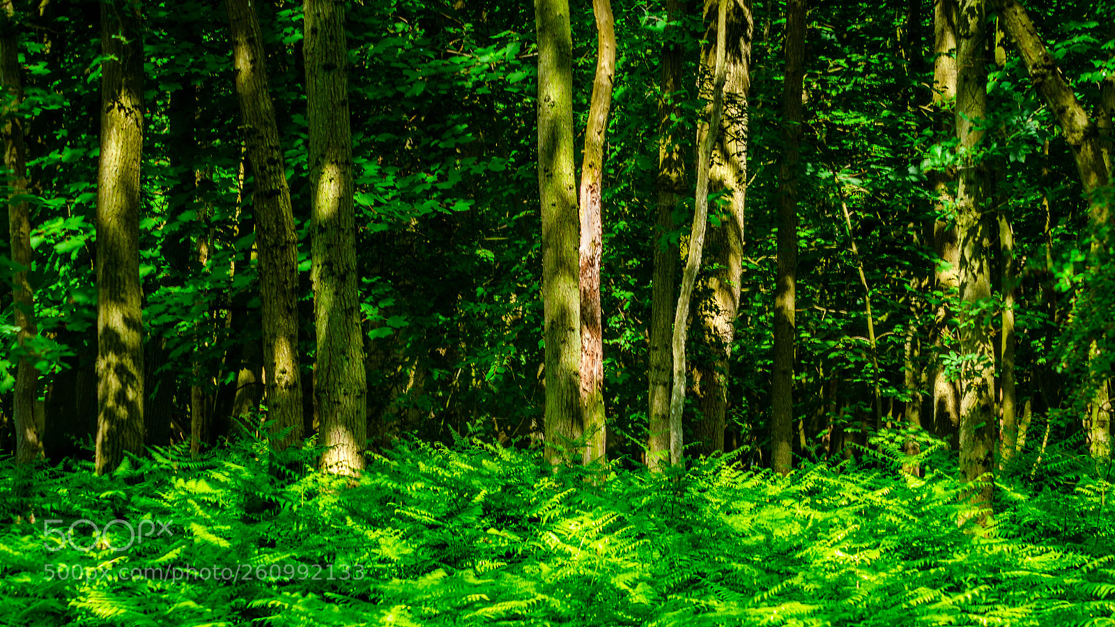 Nikon D7000 sample photo. Forrest photography