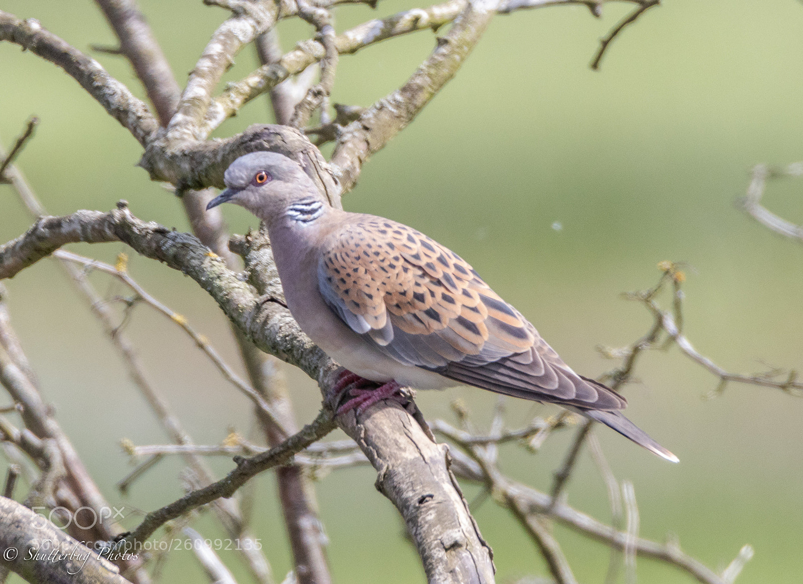 Canon EOS 80D sample photo. Turtle dove photography