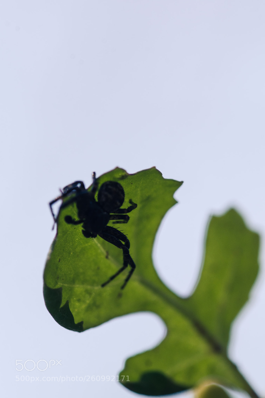 Nikon D5500 sample photo. Almost photography
