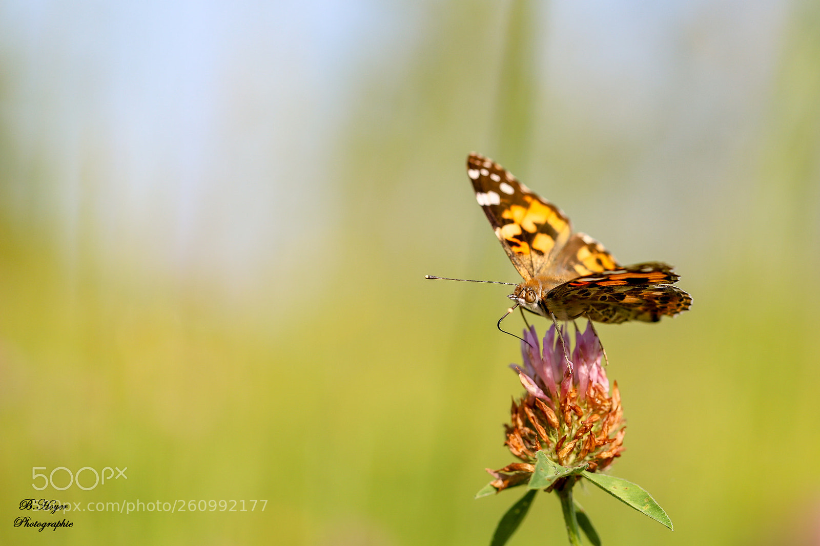 Canon EOS 6D Mark II sample photo. Butterfly photography