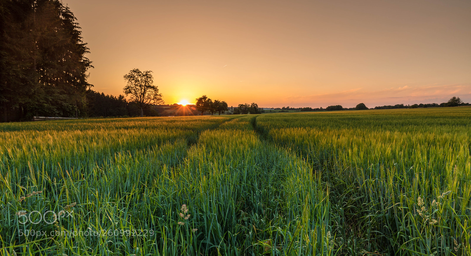 Canon EOS 5D Mark IV sample photo. Sunset photography