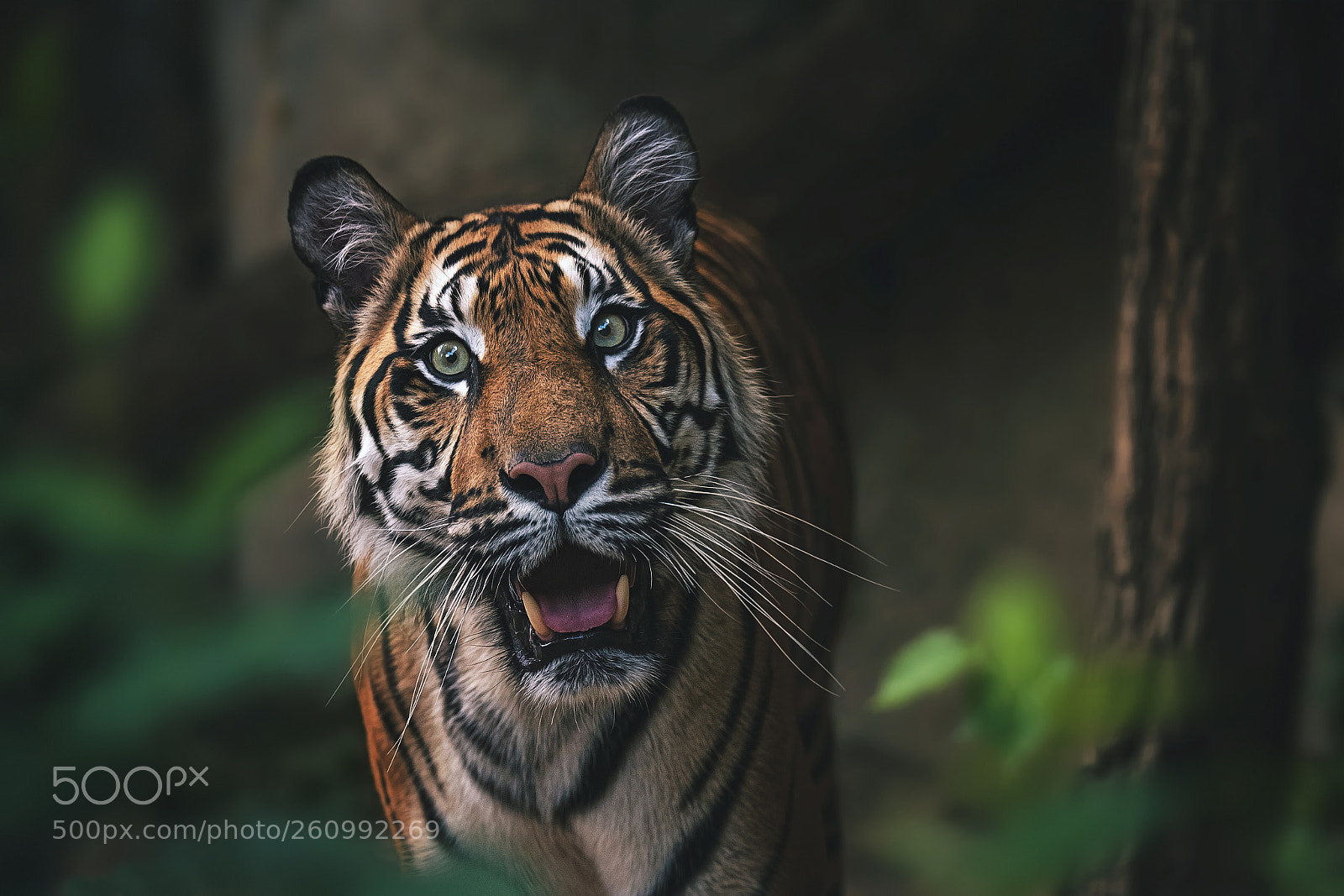 Nikon D750 sample photo. Sumatran tiger photography
