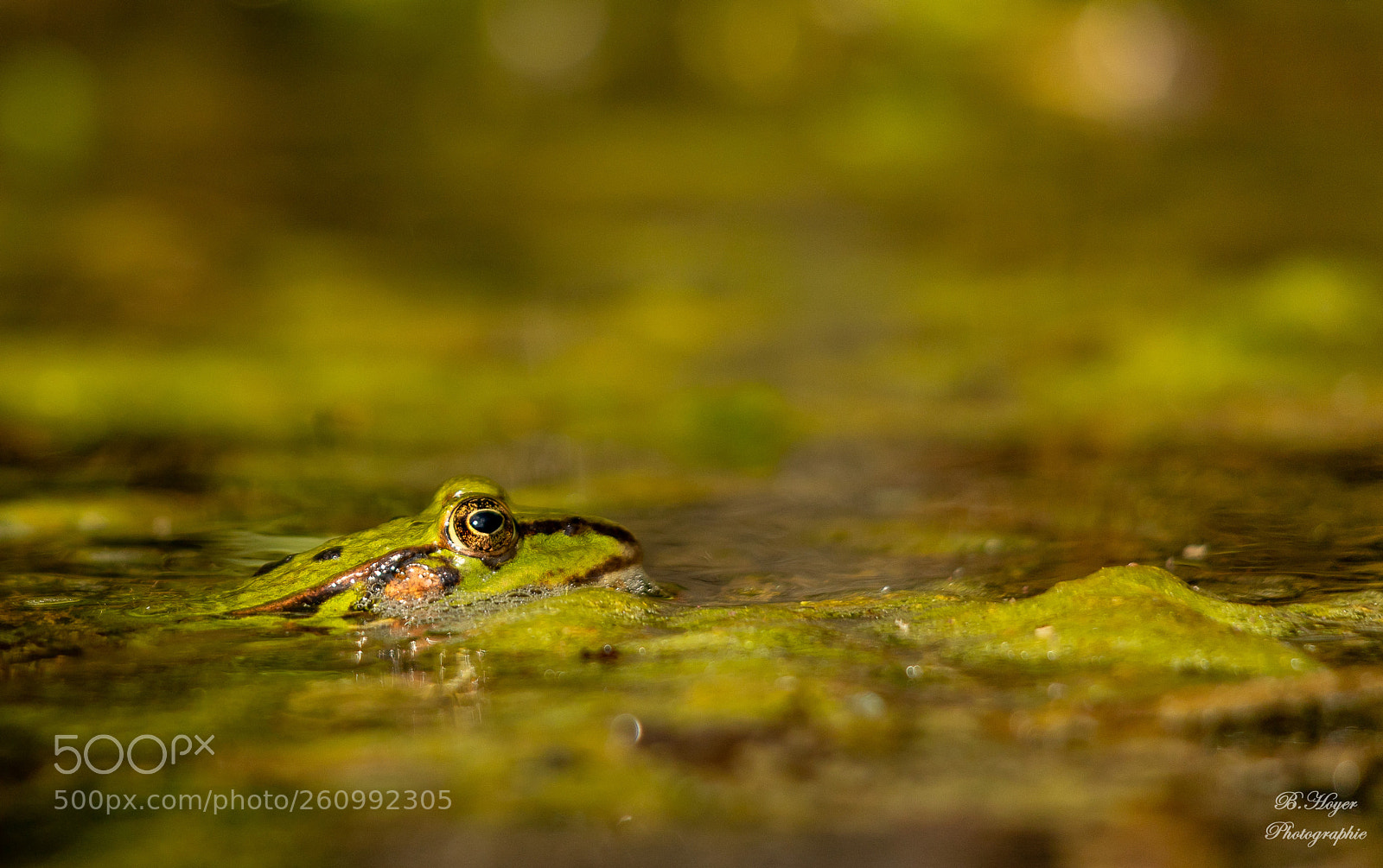 Canon EOS 6D Mark II sample photo. Frog photography