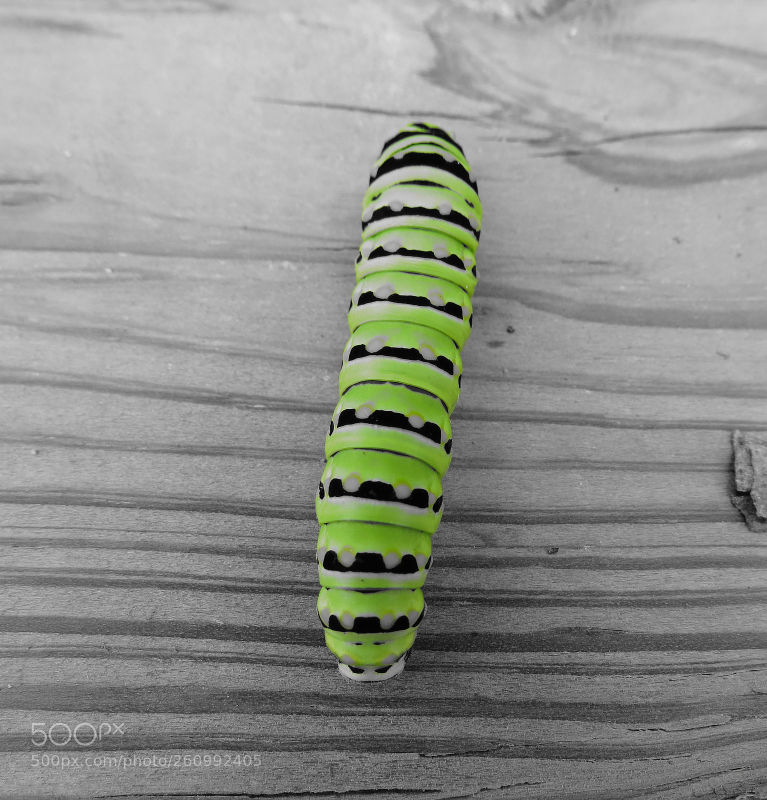 Canon PowerShot SX50 HS sample photo. Dill muncher photography