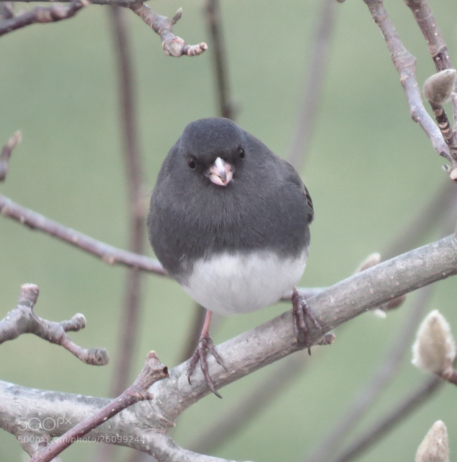 Canon PowerShot SX50 HS sample photo. A bird photography
