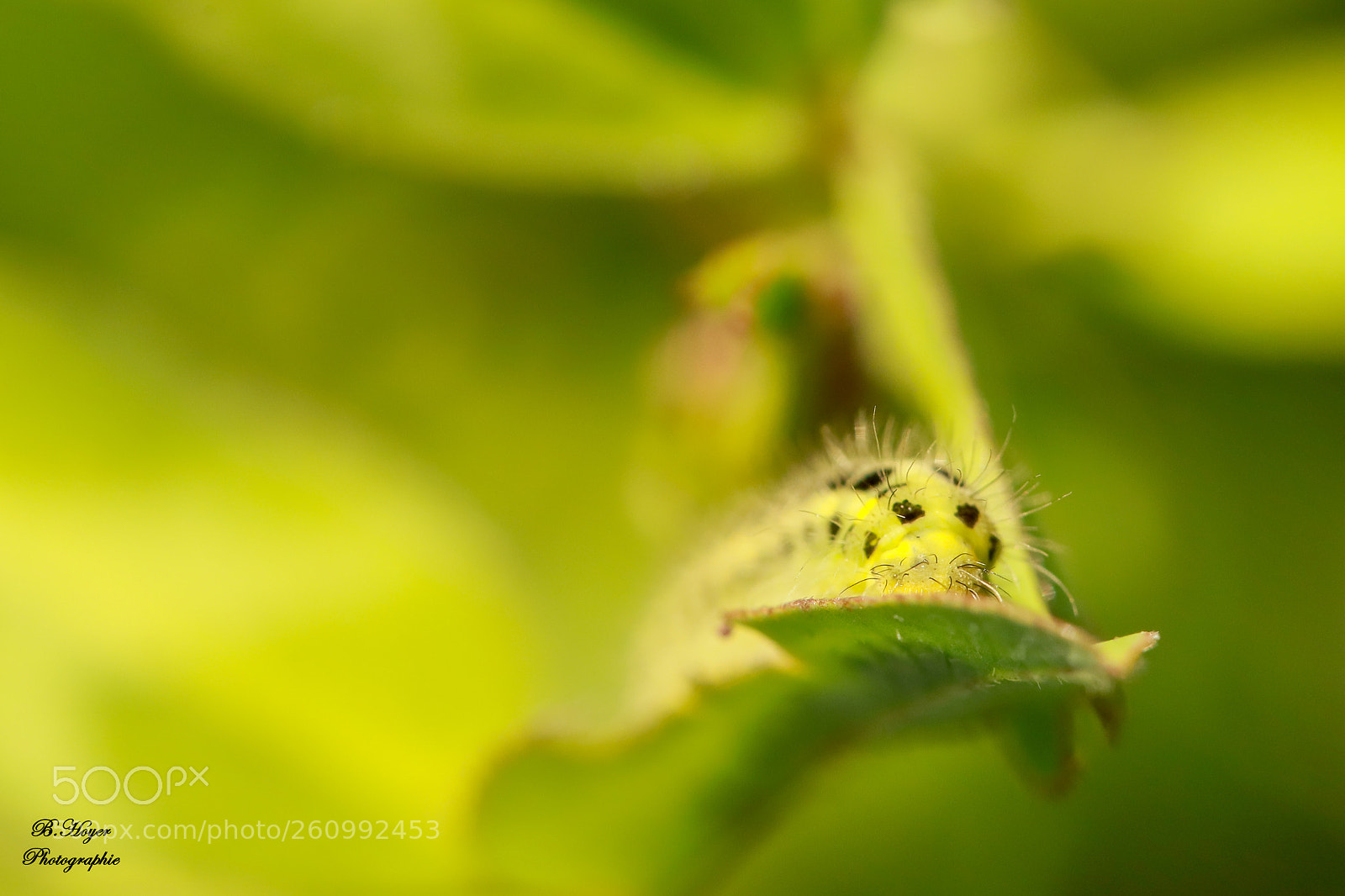 Canon EOS 6D Mark II sample photo. Raupe photography