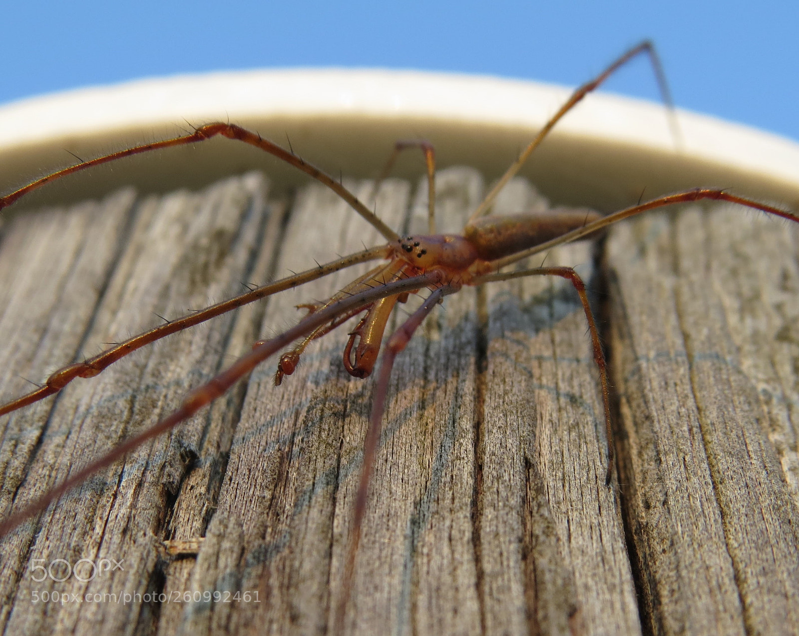 Canon PowerShot SX50 HS sample photo. Sider on the docks photography