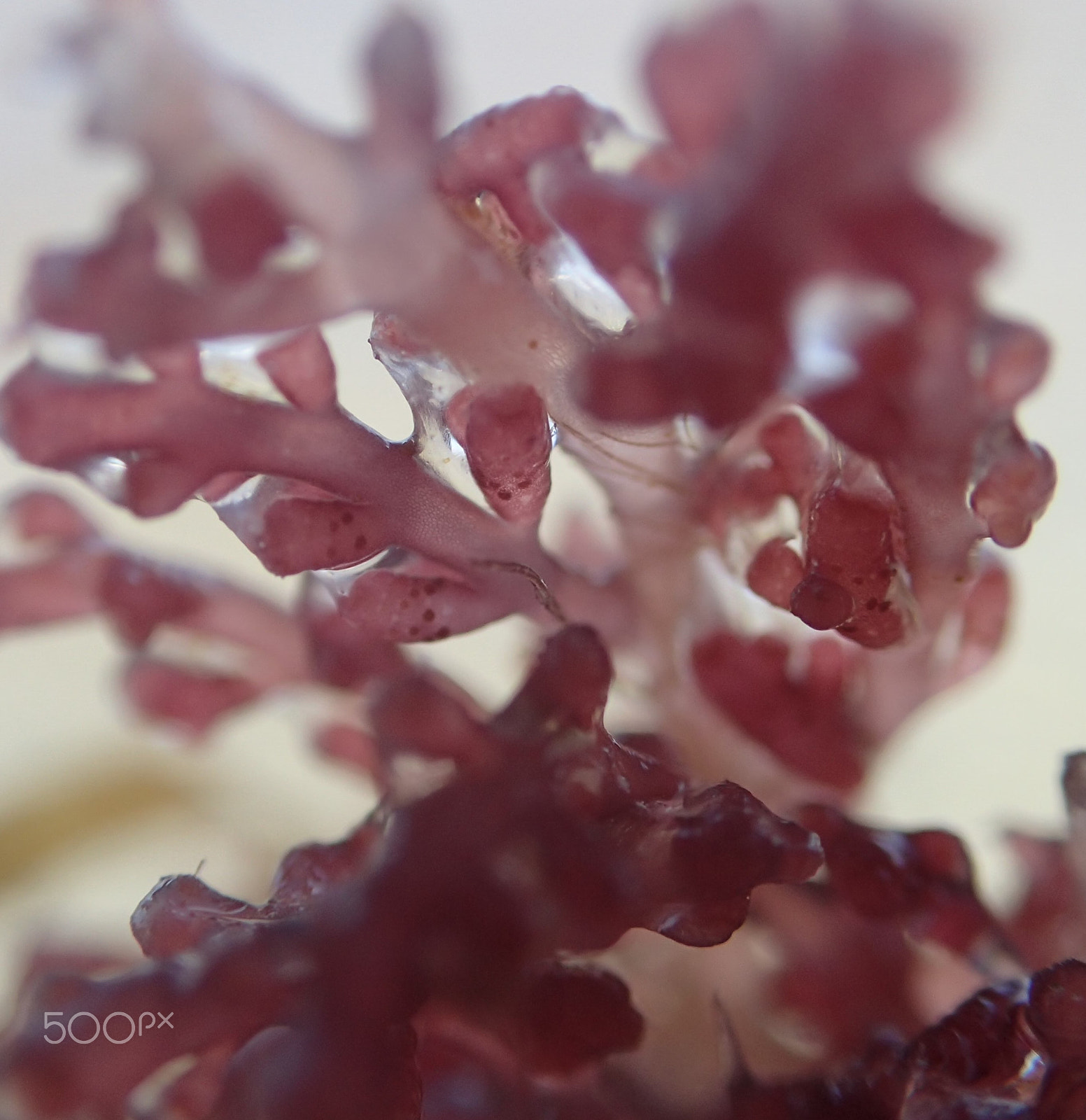 Olympus TG-4 sample photo. Plant of the sea photography