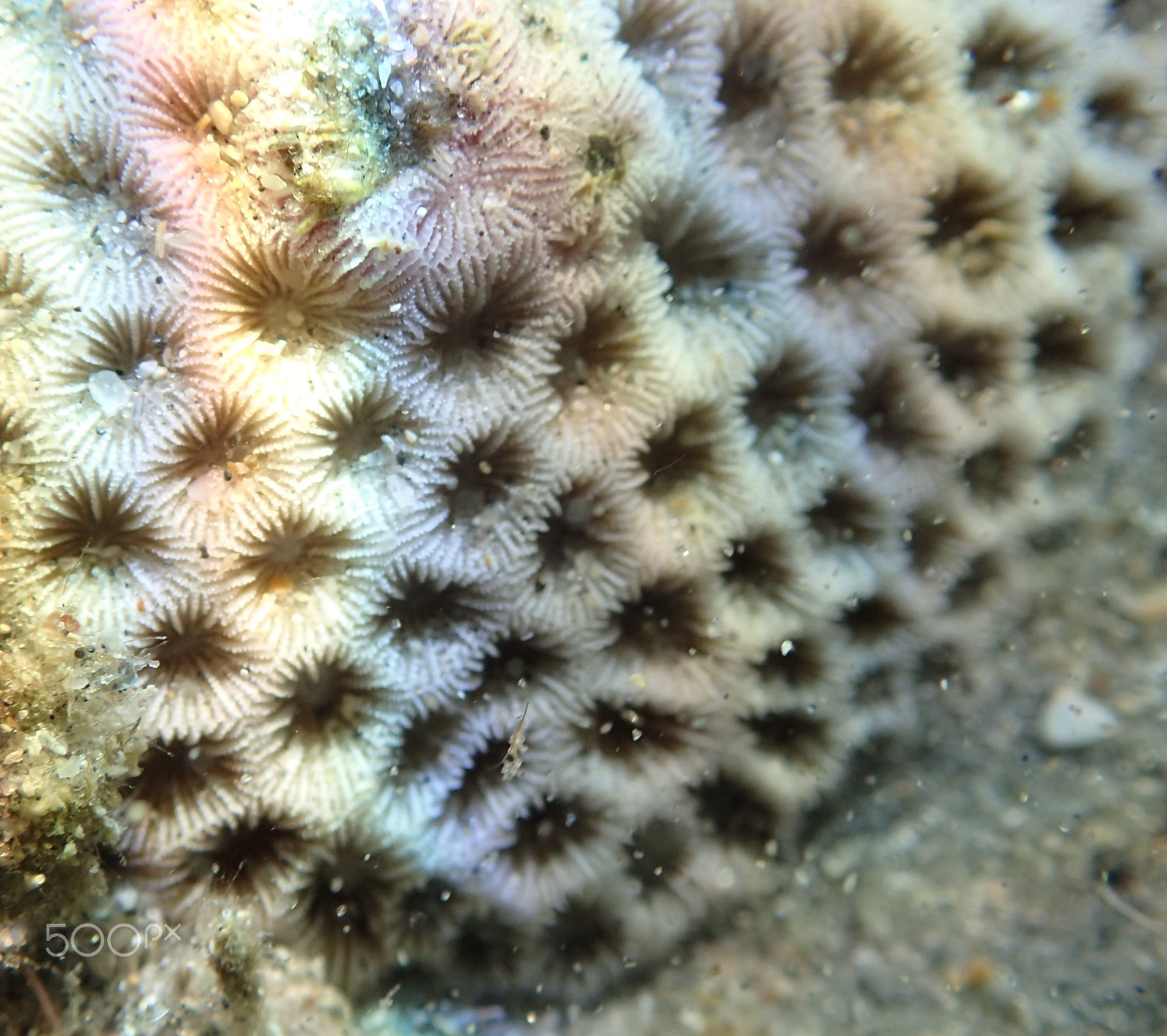 Olympus TG-4 sample photo. Coral in rainbow light photography