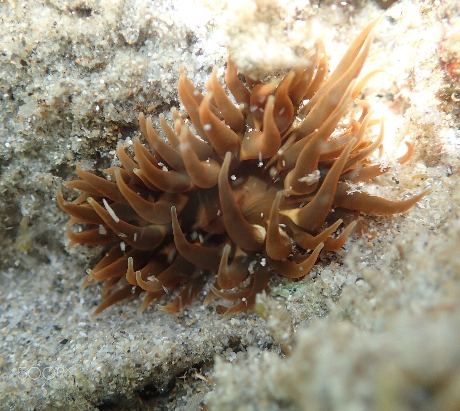 Olympus TG-4 sample photo. Anemone photography