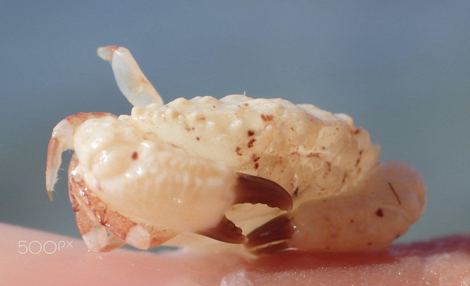 Olympus TG-4 sample photo. Crab photography