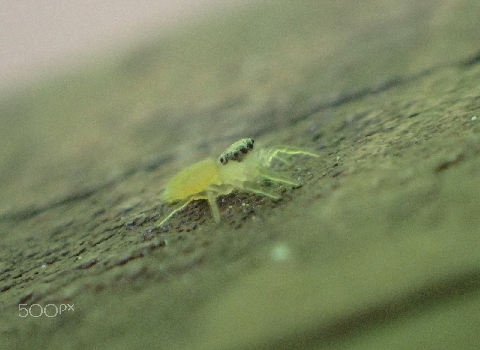 Olympus TG-4 sample photo. Yellow suprise photography